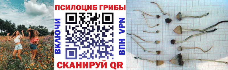 купить наркотики цена  Духовщина  гидра ссылки  Псилоцибиновые грибы GOLDEN TEACHER 
